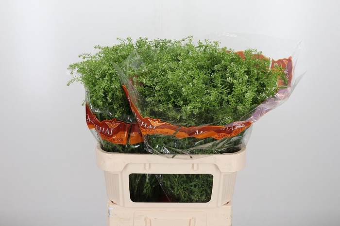 <h4>Lepidium Green Bell</h4>