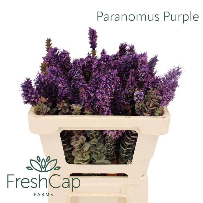 Paranomus Purple