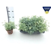 Sedum Si Mediovarieg