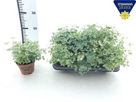 Sedum Si Mediovarieg