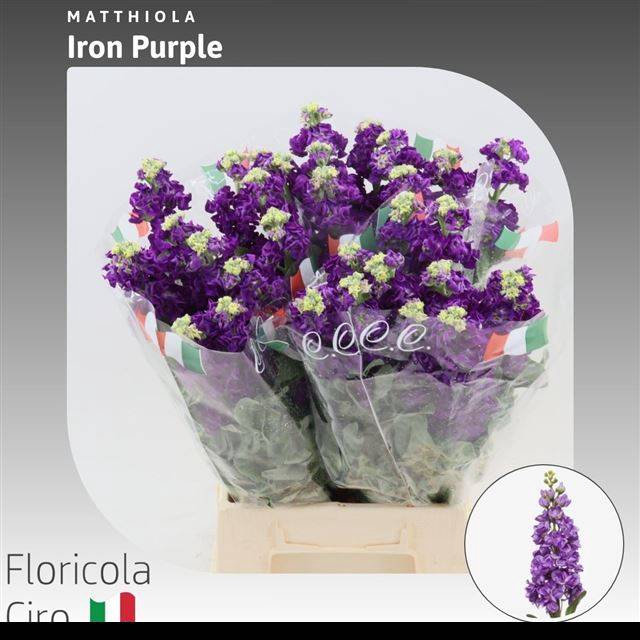 <h4>MATTH IRON PURPLE</h4>