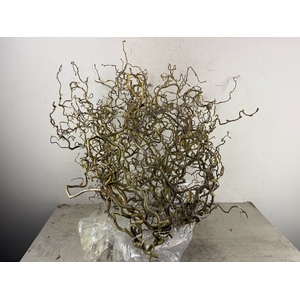 Corylus (2-Jarig) Extra