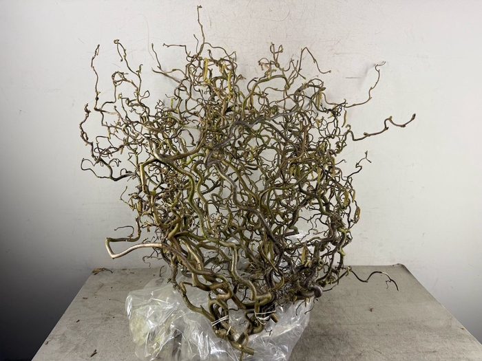 <h4>Corylus (2-Jarig) Extra</h4>