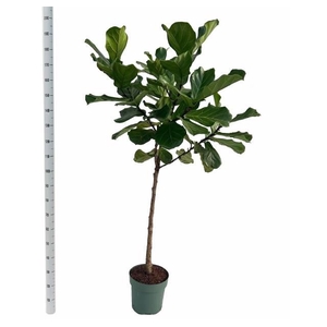 FICUS LYRATA