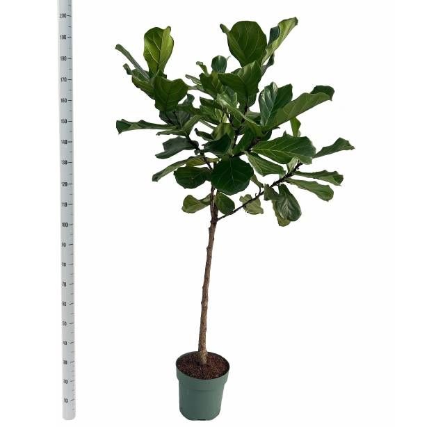 <h4>FICUS LYRATA</h4>