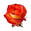 ROSA HIGH MAGIC 060 CM BICOLOR ESTUFA