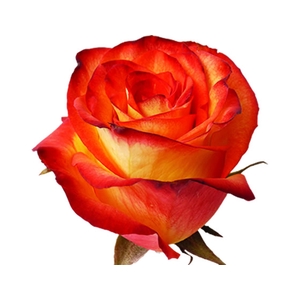 ROSA HIGH MAGIC 060 CM BICOLOR ESTUFA