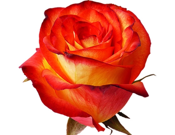 ROSA HIGH MAGIC 060 CM BICOLOR ESTUFA