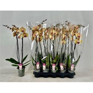 Phal Ov Oranje 2 Branches 14+