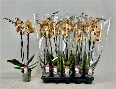 <h4>Phal Ov Oranje 2 Branches 14+</h4>