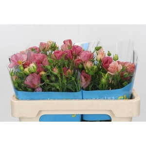 Ranunculus Butterfly Lycia