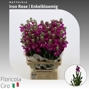 MATTH IRON ROSE