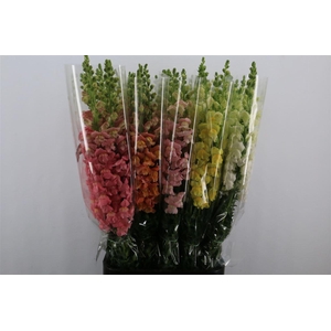 Antir Overig Gemengd