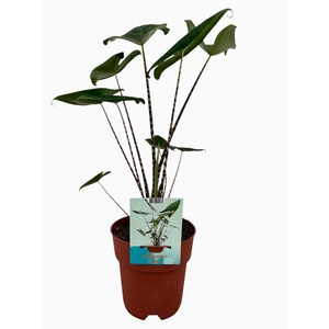 Alocasia Zebrina (Peat Free / Veenvrij)