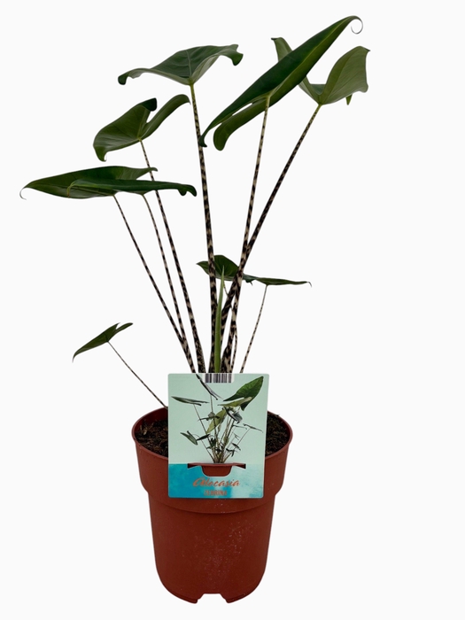 <h4>Alocasia Zebrina (Peat Free / Veenvrij)</h4>