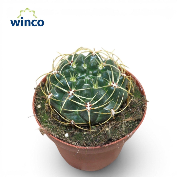 <h4>Gymnocalycium Monvillei</h4>