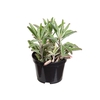 KALANCHOE PINK BUTTERFLIES P11