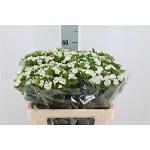 Di Barb Duke White Bre X80