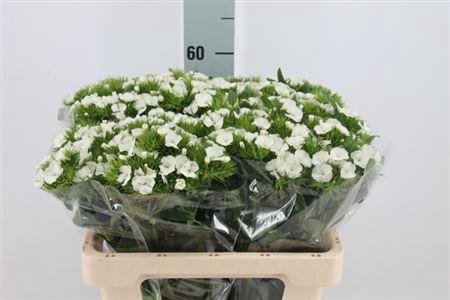 <h4>Di Barb Duke White Bre X80</h4>