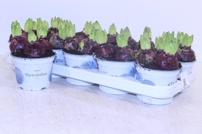 <h4>HYACIN DELFT BLUE</h4>