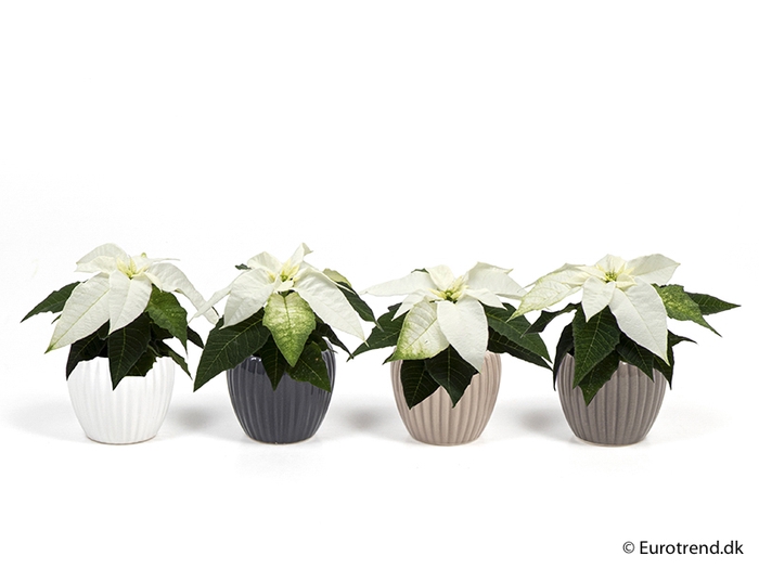 <h4>EUPHORBIA PULCHERRIMA  MINI P6 E 2215 KERST</h4>