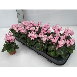 CYCL KL SUP VER VICT