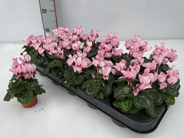 <h4>CYCL KL SUP VER VICT</h4>