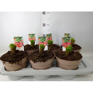 Fritillaria imper. 'Aurora'