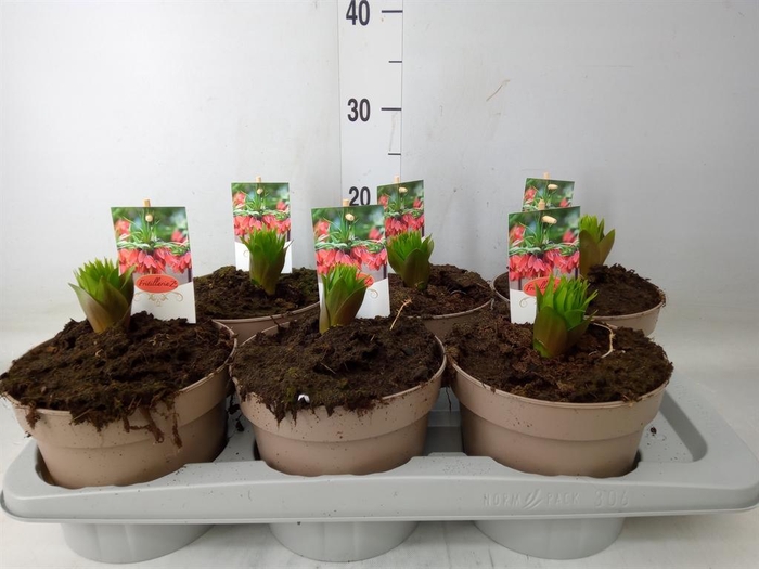 <h4>Fritillaria imper. 'Aurora'</h4>