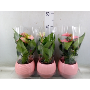 Anthurium   ...mix