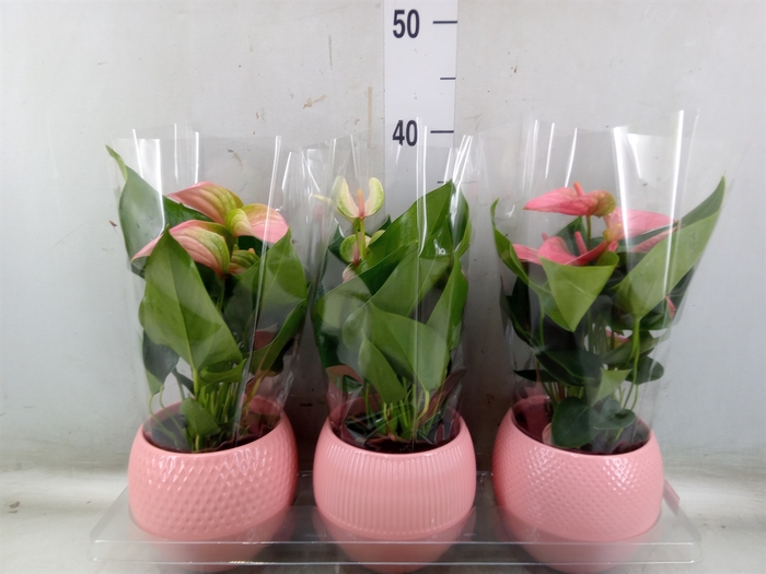 <h4>Anthurium   ...mix</h4>