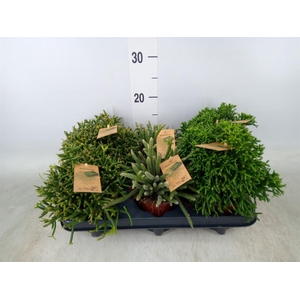 Rhipsalis   ...mix