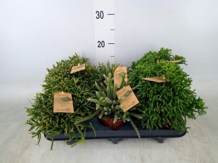<h4>Rhipsalis   ...mix</h4>