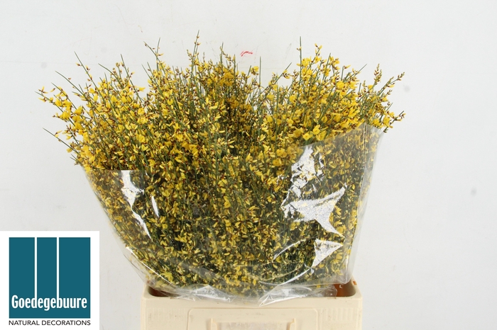 <h4>GENISTA KLB BS H%</h4>