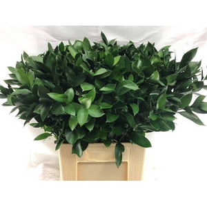 ŽAL HARD RUSCUS 70CM