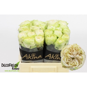 R Gr White Kahala Akina