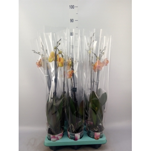 Phalaenopsis   ...