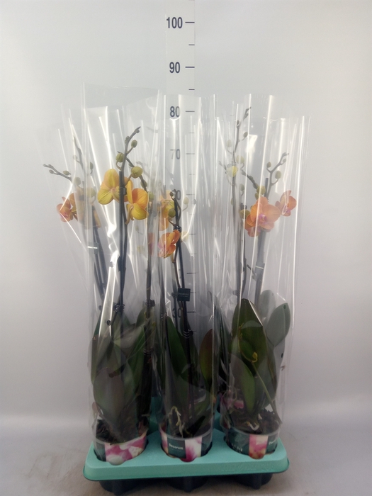 <h4>Phalaenopsis   ...</h4>