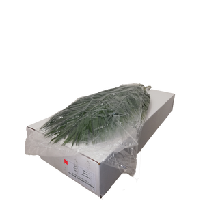 PHOENIX ROEBELINII 80 CM VACUUM