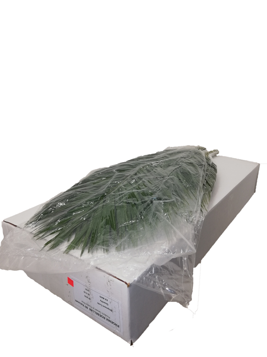 <h4>PHOENIX ROEBELINII 80 CM VACUUM</h4>