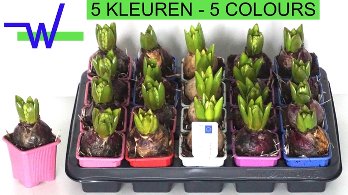 <h4>HYACIN GEM 5 KL</h4>