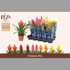 VRIES GEM 5 SRT