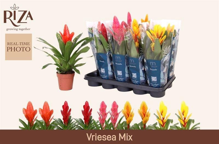 <h4>VRIES GEM 5 SRT</h4>