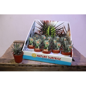 Haworthia F Big Band In Showbox