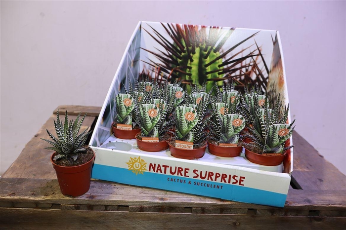 <h4>Haworthia F Big Band In Showbox</h4>
