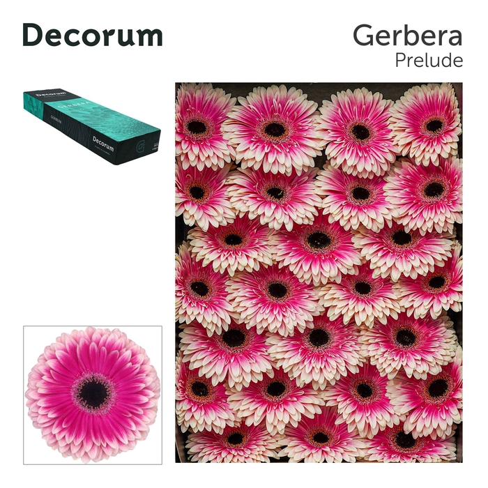 <h4>Gerbera Prelude</h4>