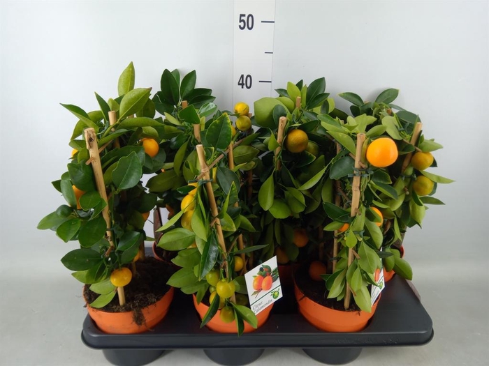 <h4>Citrus   ...</h4>