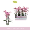 Phalaenopsis Multifloratypes overig oranje