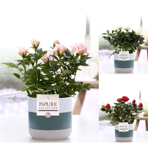 Rosa gemengd in P&PURE Lauren ceramics