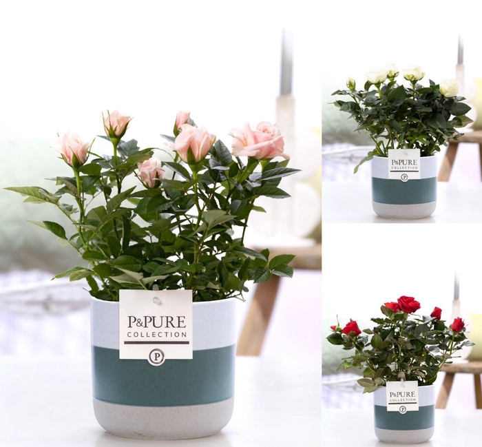 <h4>Rosa gemengd in P&PURE Lauren ceramics</h4>